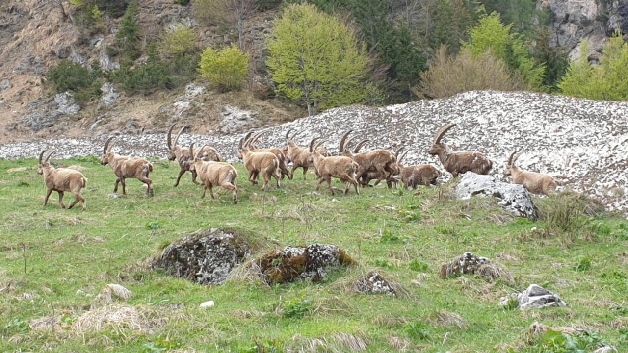 Alloggi Buon Riposo Tarvis Exterior foto